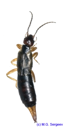 Forficula_auricularia_f_1127 copy